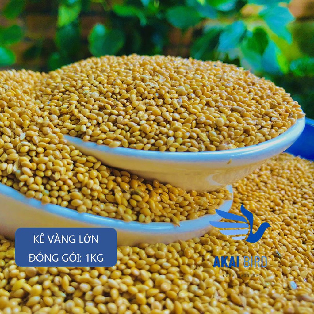 Kê vàng hạt to, tròn, bóng mẩy cho vẹt, chuột hamster