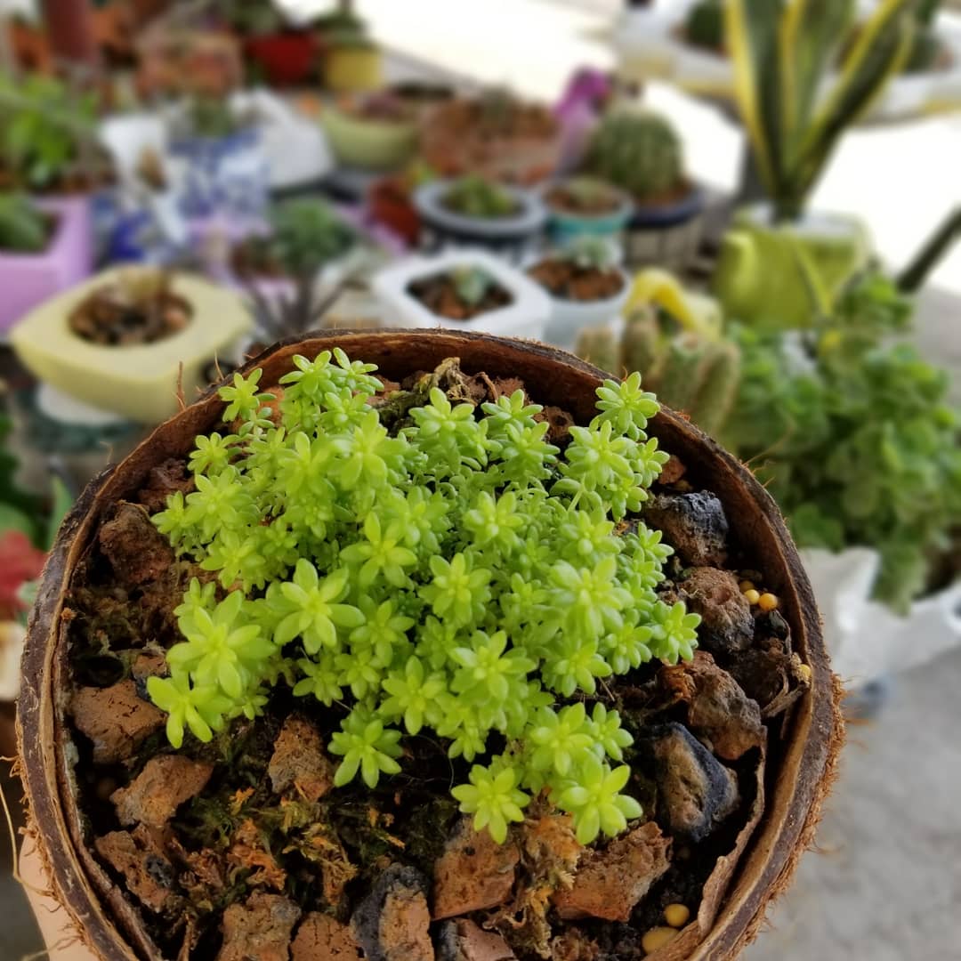 Sen đá sedum bền đẹp (cây xanh tươi như hình )