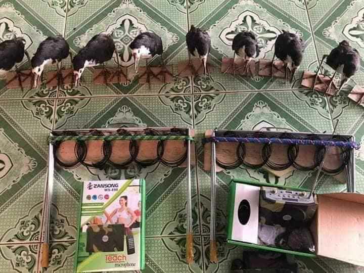 combo 3 món gồm 1 loa 1 thẻ kèm file ,1 con quốc giả nhồi keo,1 thòng khung bẫy đa năng