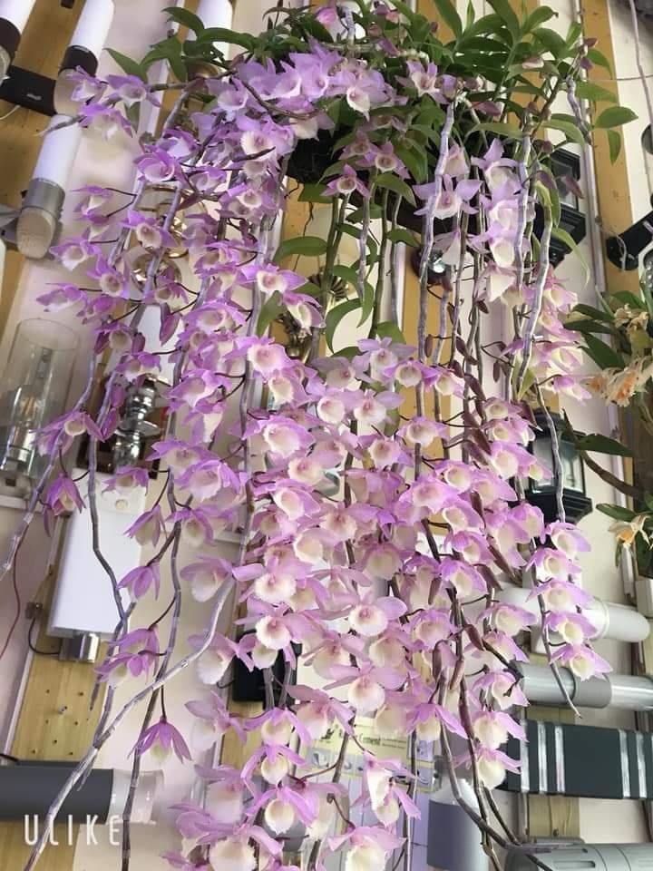 hạc vĩ thiên cung