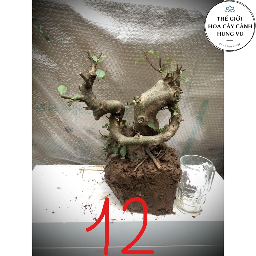 Cây sung bonsai phôi đánh số 1-20.