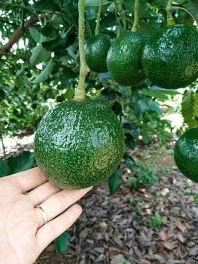 cây giống bơ sáp hay bơ boot chuẩn giống - FREE SHIP TỪ 50K