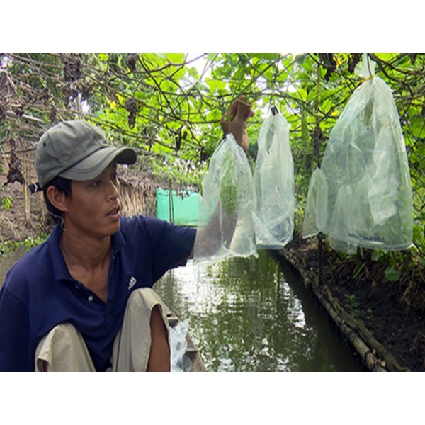  Túi bọc trái Khổ qua Dưa leo zise 15x30cm hiệu Túi bao trái cây Ánh Dương  bọc 100 cái túi  