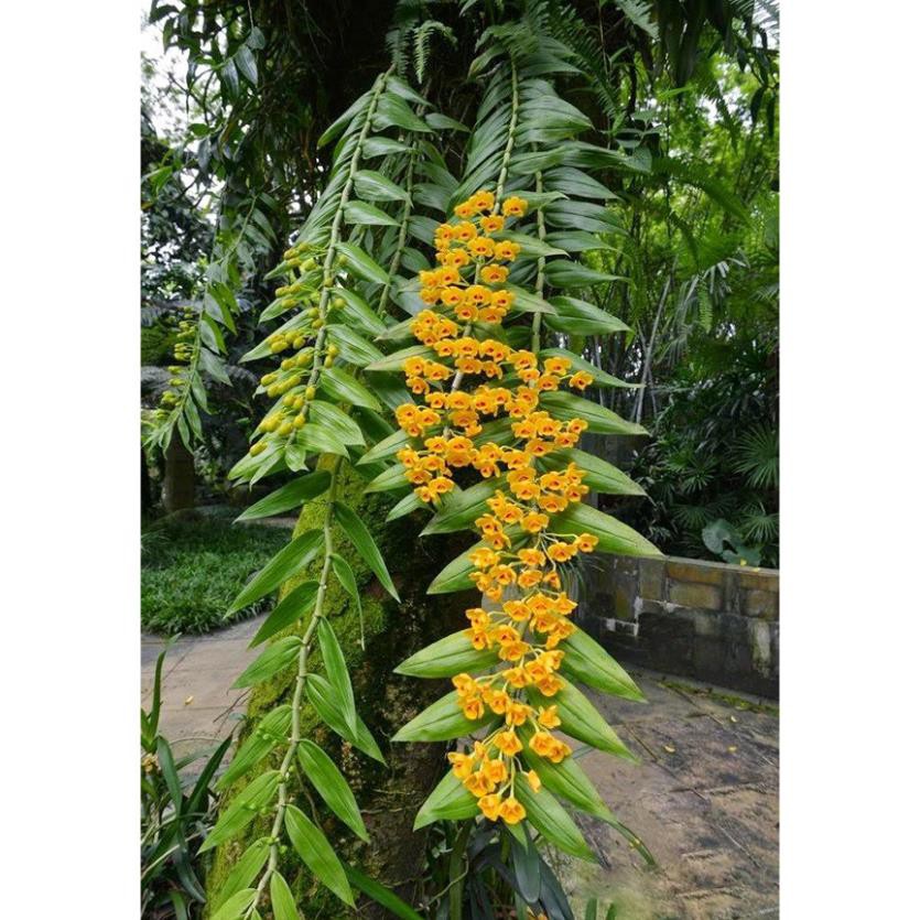 1 bảng lan phi điệp vàng rừng tây bắc hàng thuần siêu to, hoa siêu đẹp