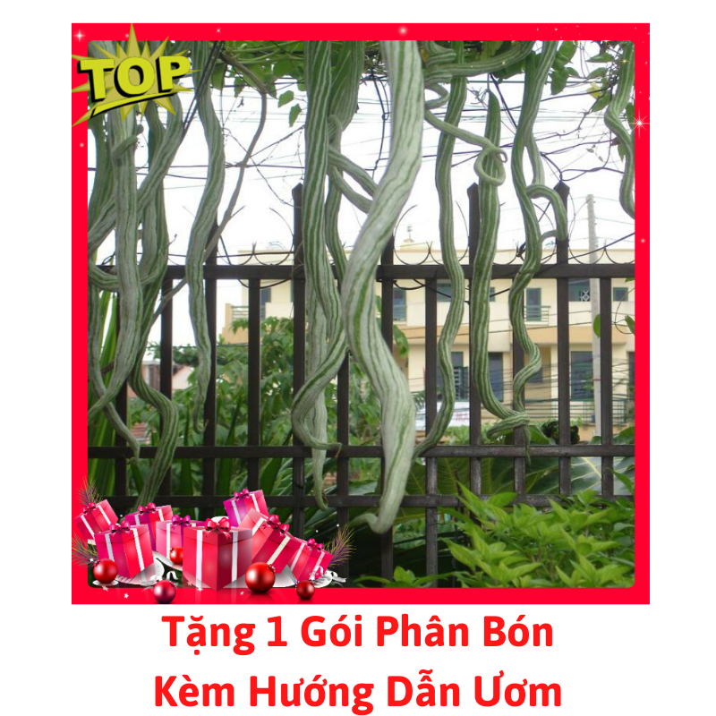 [Lấy mã giảm thêm 30%] Hạt Giống Mướp Rắn