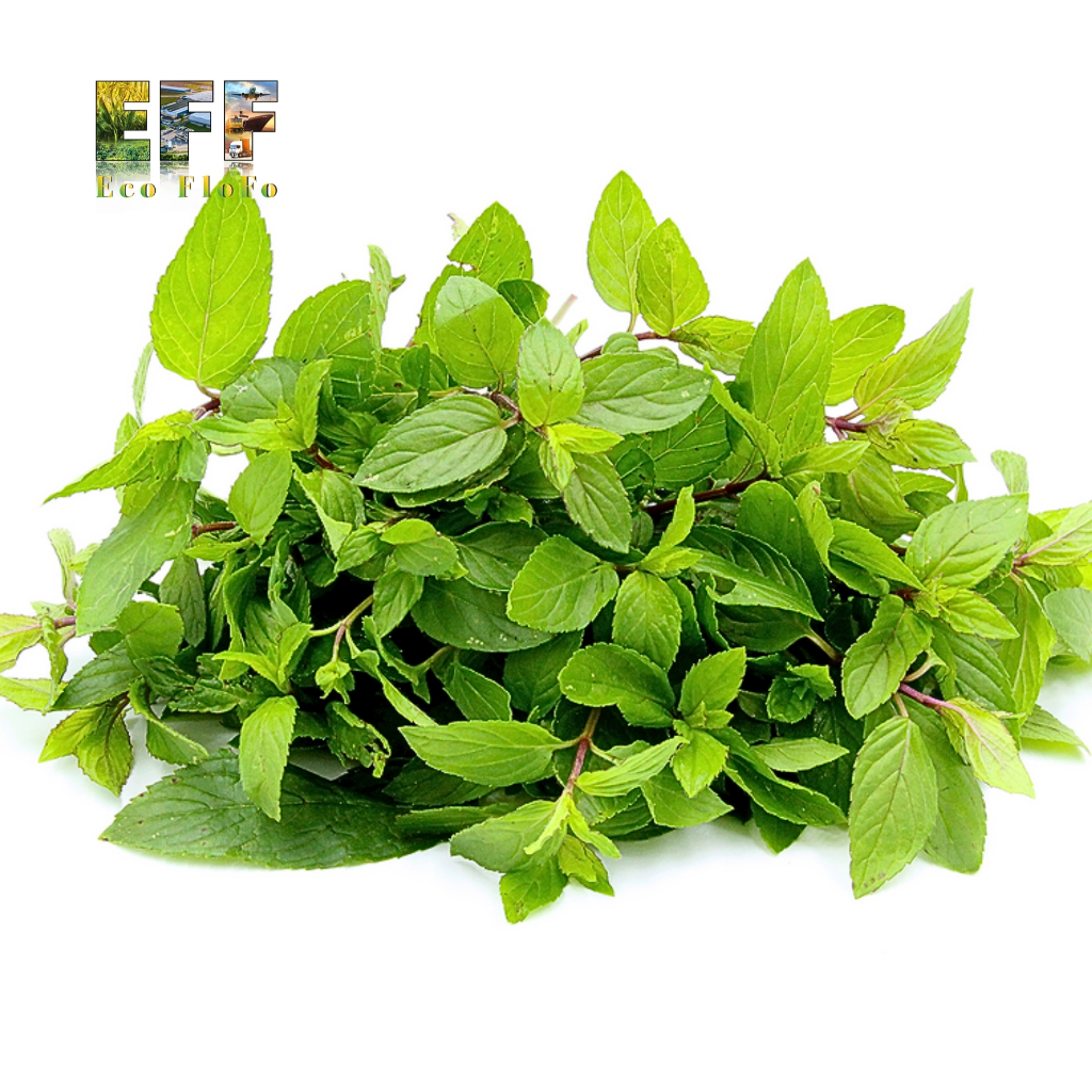 1 Thùng 1Kg Lá Bạc Hà Chocolate Mint Eco FloFo Đạt Chuẩn VietGAP (Chỉ Bán Hàng Loại A+ Được Tuyển Chọn Để Xuất Khẩu)
