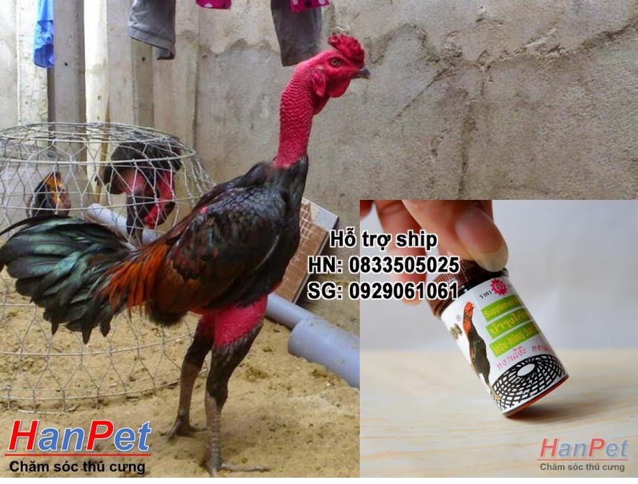 HN-(Thu ốc GÀ CHỌI) Thu ốc bổ gà chọi, KÍCH LỰC TỔNG HỢP cho chiến kê, dạng Thu ốc uống 32v/lọ-  MADE IN THAILA