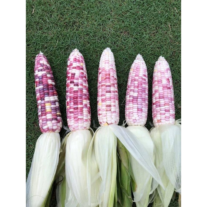 [gói 5g] hạt giống bắp nếp F1 trắng tím ngọt
