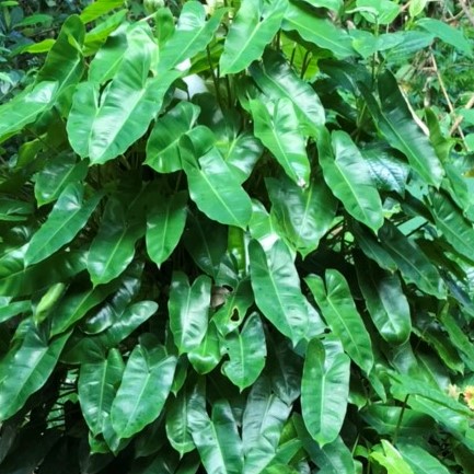 Trầu bà tỷ phú, cây giống trầu bà tỷ phú khoẻ mạnh