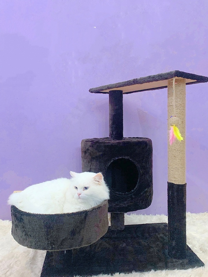 Nhà cây cho mèo -cat tree