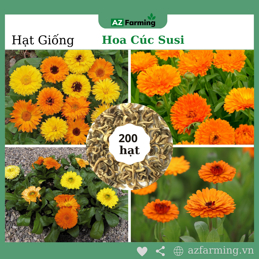 Hạt giống hoa cúc susi - gói 200 hạt - az farming