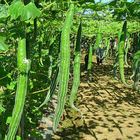 [HCM]Mướp Rắn (Mướp Rồng Nhật) Dế Trồng Năng Suất Cao