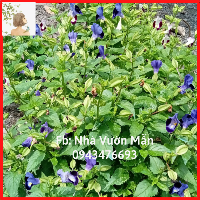 100h Hạt giống Hoa Mắt Nai