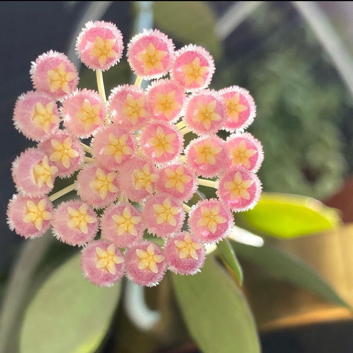 Cẩm cù Hoya Rebecca: Lá đẹp, hoa thơm