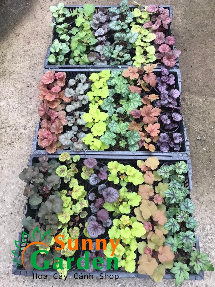 Cây Lá Màu Heuchera , Cao 9-10cm - Chậu Cảnh sống lâu năm , ưa trồng sân vườn, biệt thự, chậu kiểng mini....hiện đại. Cây lá màu Heuchera có nguồn gốc từ châu Âu và Bắc Mỹ