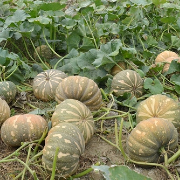 Hạt giống Bí Đỏ Tròn Lai F1 Trồng Quanh Năm, Sinh Trưởng Mạnh