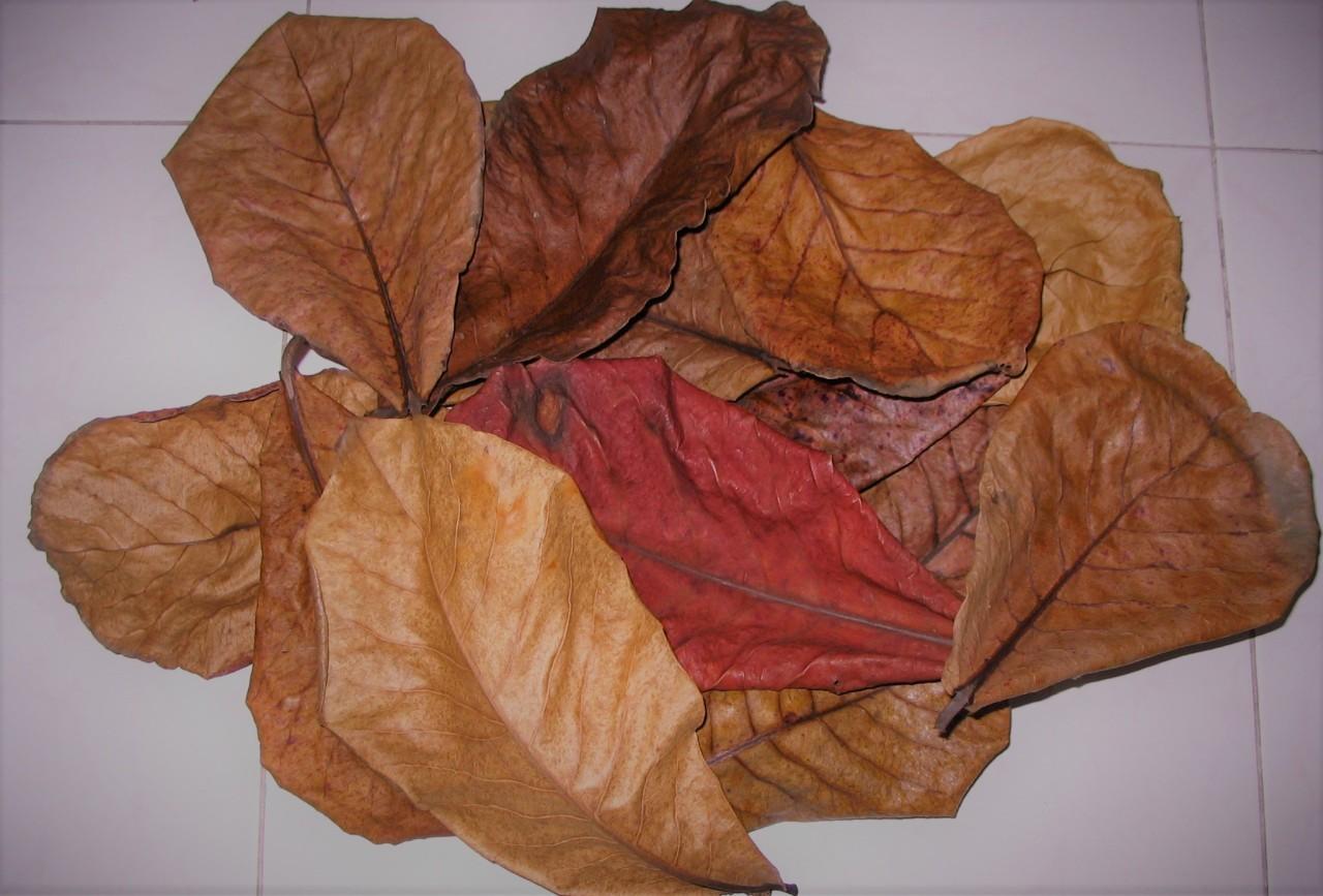 [HCM]Lá bàng khô ngừa nấm cho cá  rùa  tép  ổn định Ph nước