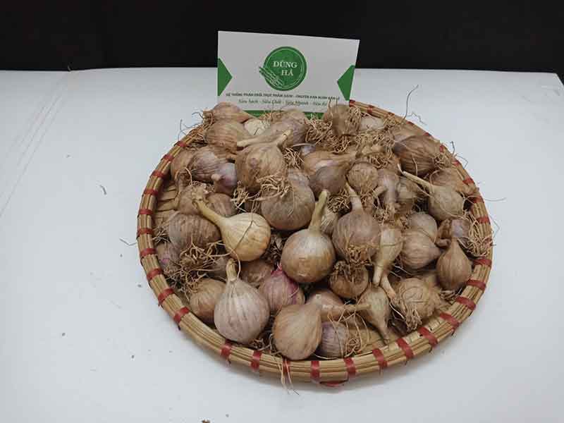 Tỏi cô đơn sơn la giàu dinh dưỡng