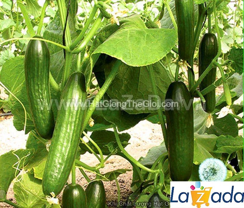 0.5gr hạt giống dưa chuột không hạt trái ngắn hgtg01