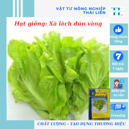 Hạt giống Xà Lách Mỡ, Xà Lách dún vàng dễ trồng, năng suất cao, hàng công ty Thuận Điền