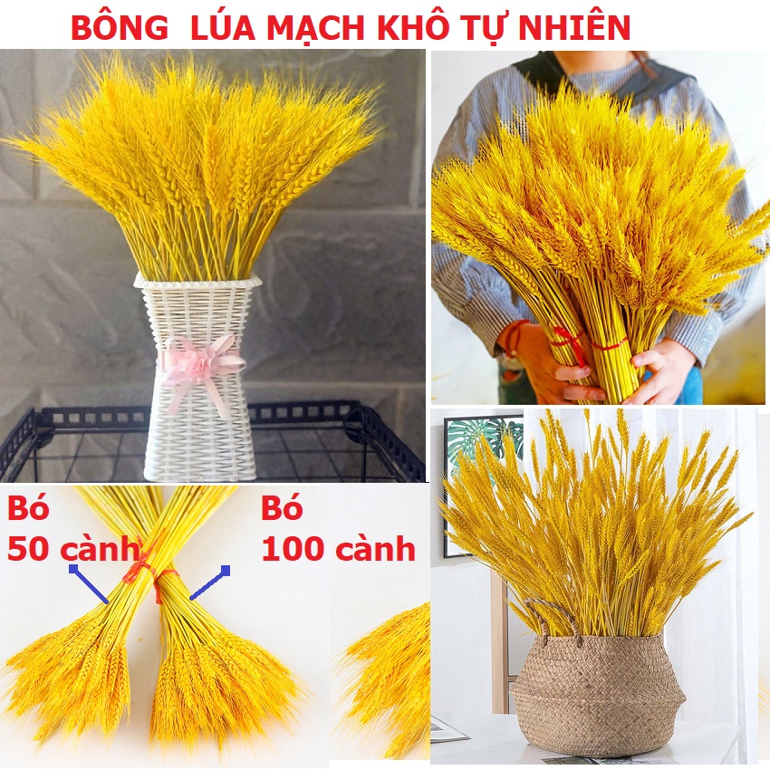 Bông lúa mạch vàng loại VIP 1 chụp ảnh hoặc trang trí nhà cửa, Bông Lúa Mạch Khô Decor Trang Trí - Tài Lộc