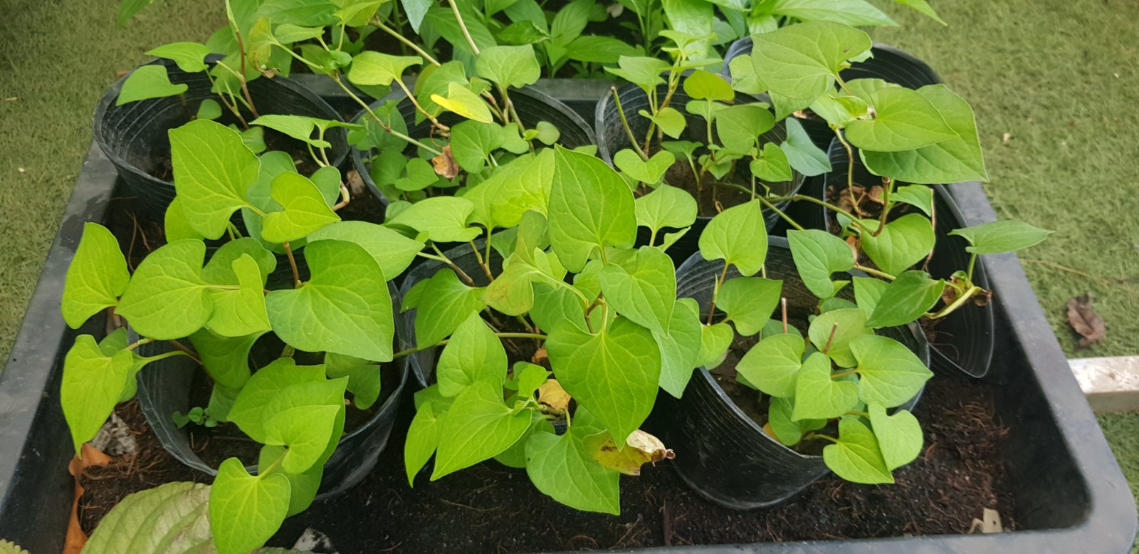 Chậu cây rau dấp cá giống rau diếp cá nhà trồng