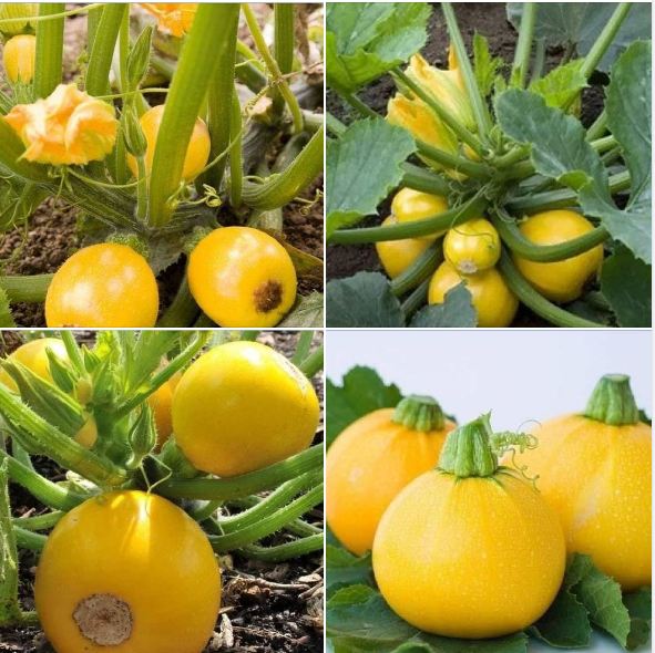 Hạt Giống Bí Ngòi Vàng Quả Tròn - Gói 2gram