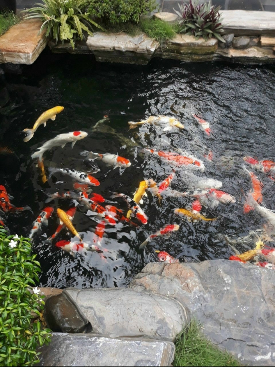 Chống thấm bể cá Koi - Buildmix Bond Flex B52 - Black - Thùng 5kg