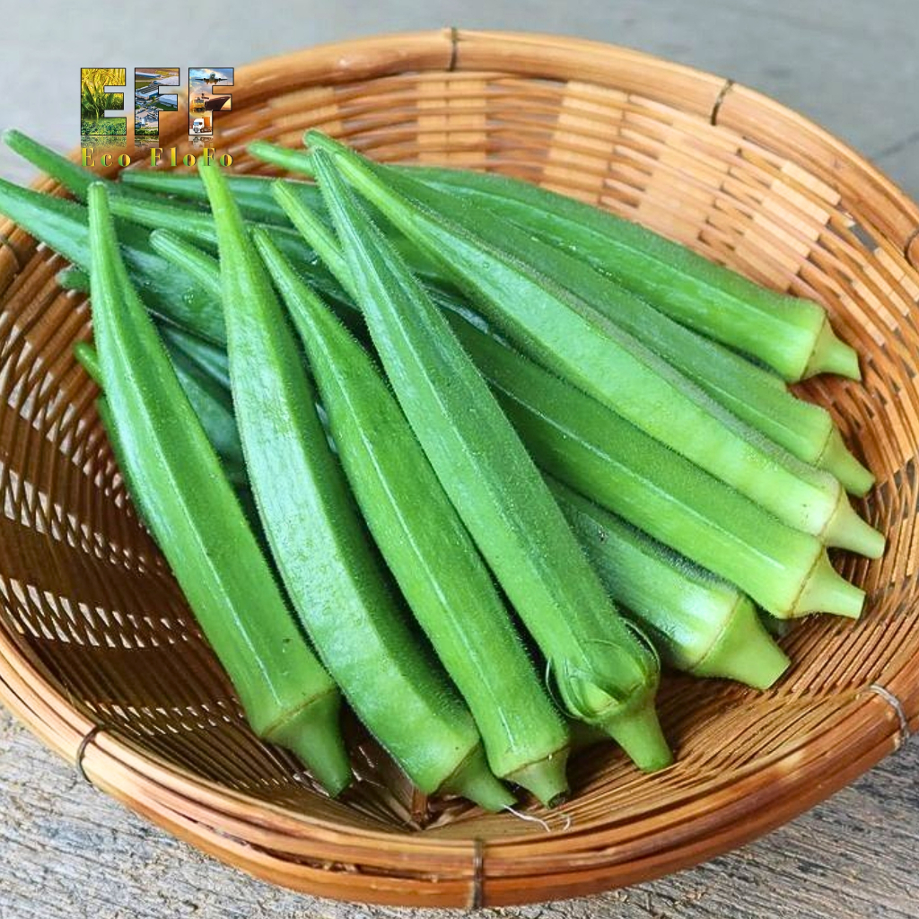 1 Thùng 10Kg Đậu Bắp Lớn Đà Lạt Eco FloFo Đạt Chuẩn VietGAP (Chỉ Bán Hàng Loại A+ Được Tuyển Chọn Để Xuất Khẩu)