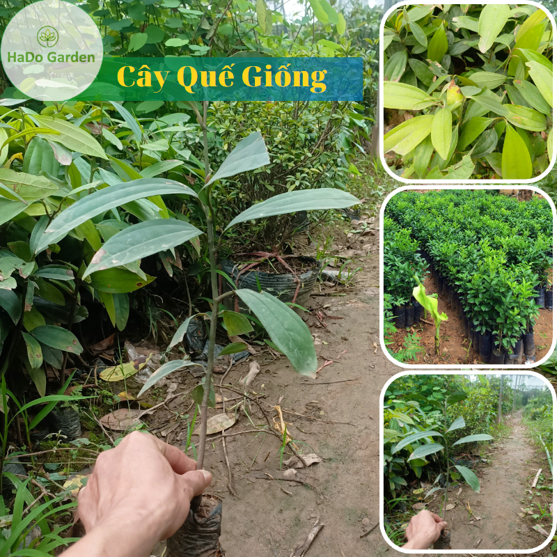 Cây quế giống cây Yên Bái cao khoảng 30-40 cm,cây bầu rễ khỏe mạnh