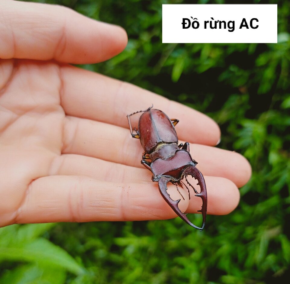 Bọ cánh cứng Stag Beetle, bọ hai sừng đẹp
