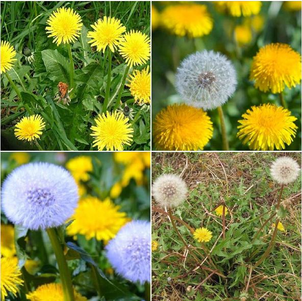 "Gói 100 Hạt " Hạt giống hoa bồ công anh