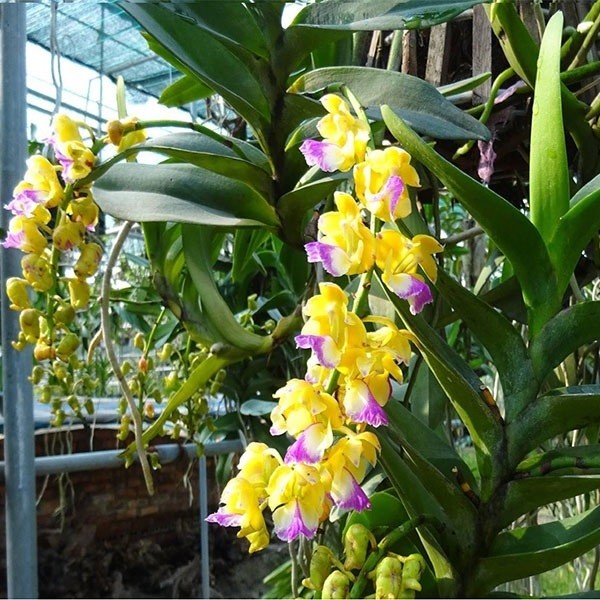 LAN RỪNG HOÀNG NHẠN - Hàng chuẩn Rừng - HOA ĐẸP THƠM