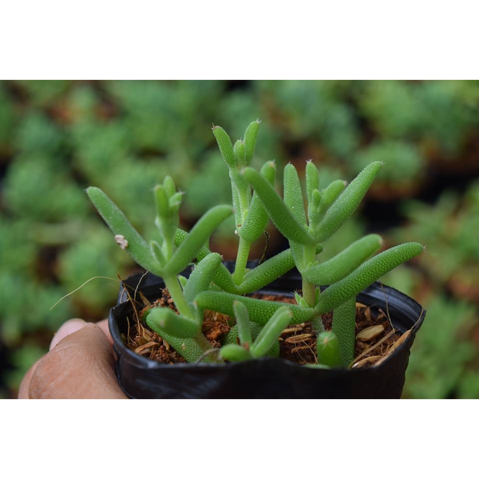 Sen Đá Mặt Nạ Trơn