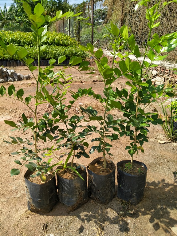 COMBO 2 Cây nguyệt quế bông chùm