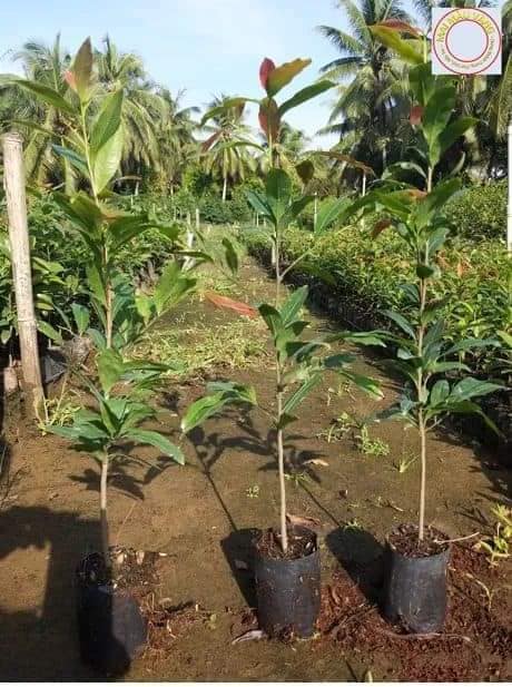 Combo 50 cây mai con quấn rễ cao từ 50cm đến 55cm