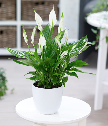 Cây lan ý phong thủy, Cao 25cm với 2 loại đất và thủy sinh bụi to khỏe nhiều nhánh, thích hợp để bàn trang trí nội thất