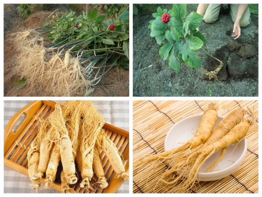 _ Hạt giống cây nhân sâm hàn quốc .