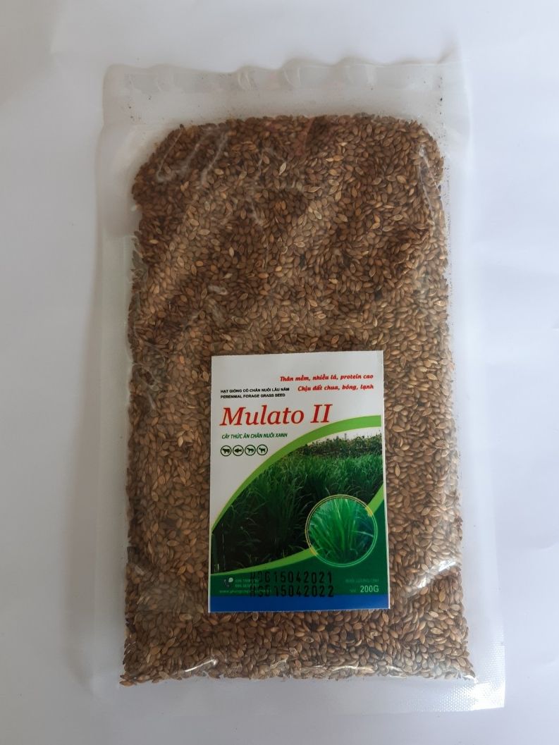 , Giống cỏ Mulato 2, Giống cỏ chăn nuôi, Cỏ nuôi trâu, bò, Các loại gia súc đang sinh sản, Bổ sung dinh dưỡng