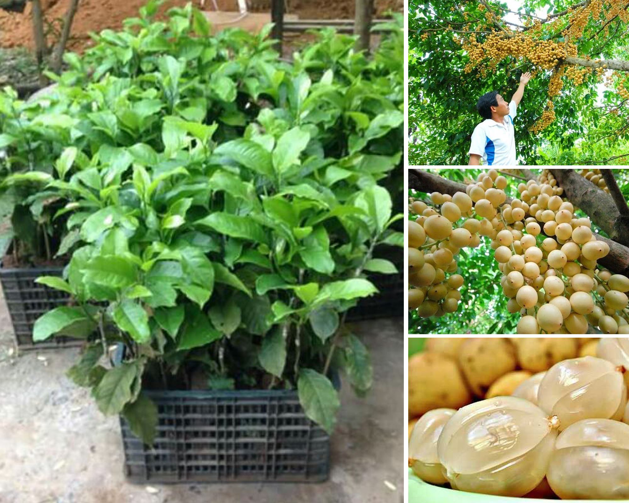 Cây bòn bon thái ghép, thu hoạch sau 6 tháng đến 1 năm, siêu sai quả
