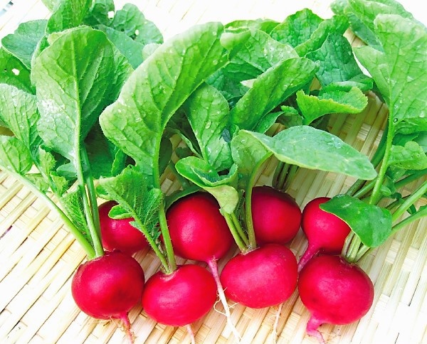 Hạt giống củ cải mini đỏ năng suất cao -gói 1gram .