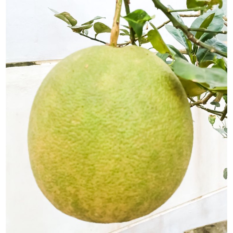 Bưởi da xanh vườn hữu cơ Bến Tre 1,5kg - 2kg