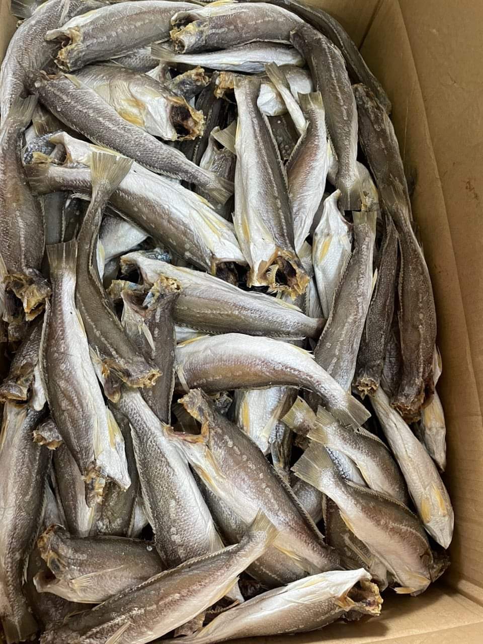 Khô lù đù, khô tươi ngon chất lượng, giá cả phải chăng, khô trắng đẹp như hìnhkhô ông chính