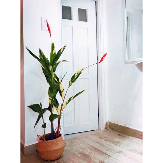 Cây giống hoa Mỏ Két Cẩm Thạch - CayGiongTot