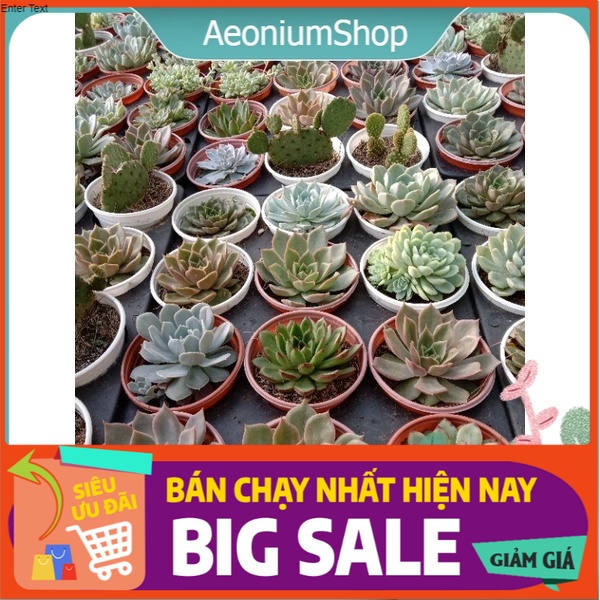 Combo 5 cây sen đá size trung ngẫu nhiên ƪ┐