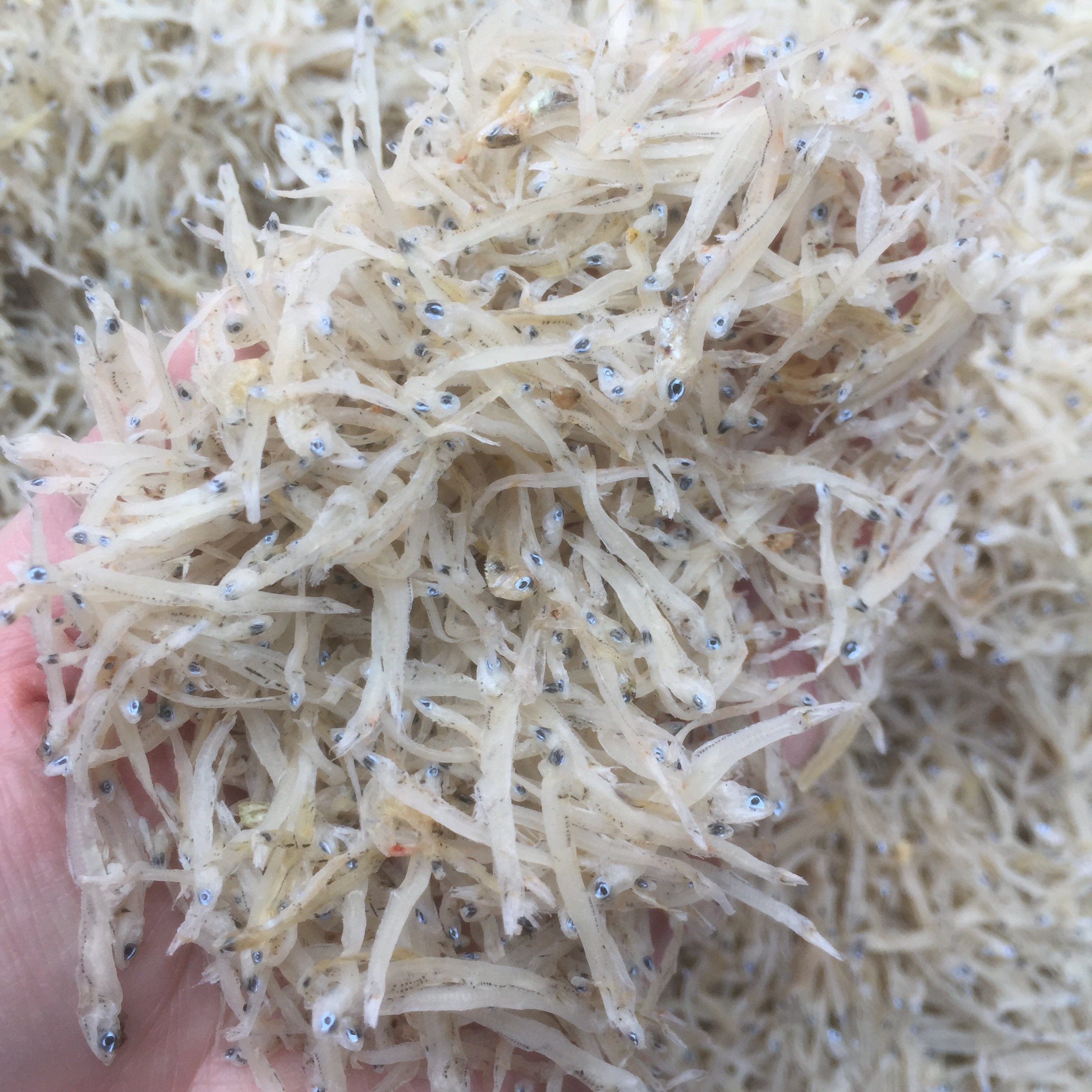 [Miễn Ship] - Cá mờm khô Hạ Long loại ngon nhất/ Hàng xuất khẩu 500g