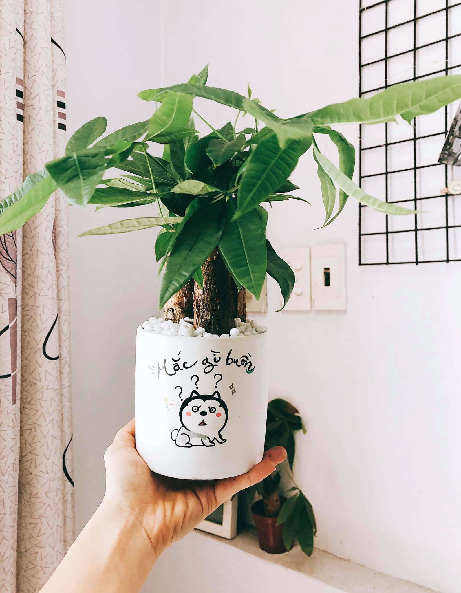 Chậu cây kim ngân để bàn làm quà tặng vẽ tay dễ thương