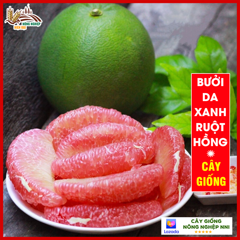 Cây bưởi da xanh ruột hồng - cây chuẩn giống F1 thân cao từ 50-60cm khỏe mạnh phù hợp với mọi miền khí hậu ra trái sau 12 tháng QD50