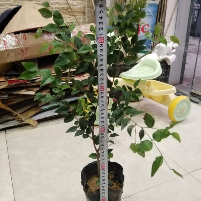 Cây giống nho thân gỗ tứ quý cao 50cm