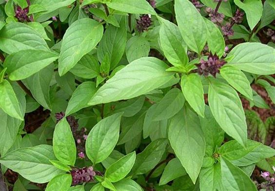 5GR_HẠT GIỐNG RAU HÚNG QUẾ (SIÊU DỄ TRỒNG)